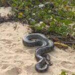 Banhistas em Itacimirim levaram um susto ao ver a sucuri-verde dando o ar da graça na faixa de areia. Animal não atacou ninguém e retornou calmamente à mata.
