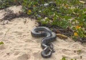 Banhistas em Itacimirim levaram um susto ao ver a sucuri-verde dando o ar da graça na faixa de areia. Animal não atacou ninguém e retornou calmamente à mata.