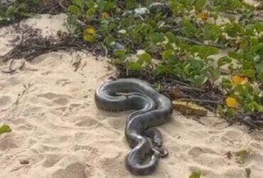 Banhistas em Itacimirim levaram um susto ao ver a sucuri-verde dando o ar da graça na faixa de areia. Animal não atacou ninguém e retornou calmamente à mata.