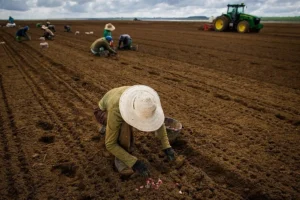 Número de pessoas empregadas no agronegócio representa 26% do total de trabalhadores do País
