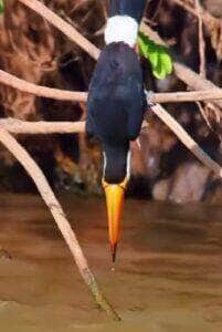 Tucano dá show no Pantanal e cena encantadora vira sucesso nas redes sociais