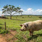 Simpósio da suinocultura de Mato Grosso discute inovação e sustentabilidade
