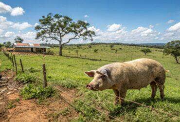 Simpósio da suinocultura de Mato Grosso discute inovação e sustentabilidade
