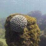 Ipojuca (PE), 26/10/2023 - Recife com o coral Mussismilia hispida, espécie endêmica semelhante ao coral-cérebro, na praia de Porto de Galinhas. Foto: Fernando Frazão/Agência Brasil
