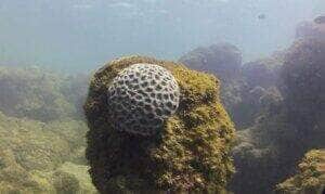Ipojuca (PE), 26/10/2023 - Recife com o coral Mussismilia hispida, espécie endêmica semelhante ao coral-cérebro, na praia de Porto de Galinhas. Foto: Fernando Frazão/Agência Brasil