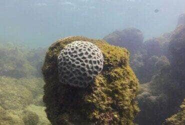 Ipojuca (PE), 26/10/2023 - Recife com o coral Mussismilia hispida, espécie endêmica semelhante ao coral-cérebro, na praia de Porto de Galinhas. Foto: Fernando Frazão/Agência Brasil