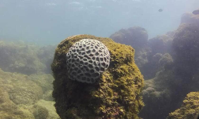 Ipojuca (PE), 26/10/2023 - Recife com o coral Mussismilia hispida, espécie endêmica semelhante ao coral-cérebro, na praia de Porto de Galinhas. Foto: Fernando Frazão/Agência Brasil