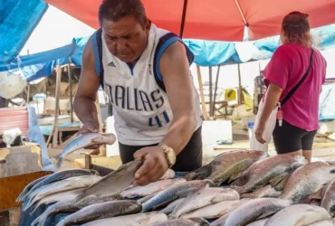 Produtores brasileiros enfrentam impactos imediatos da taxação dos EUA