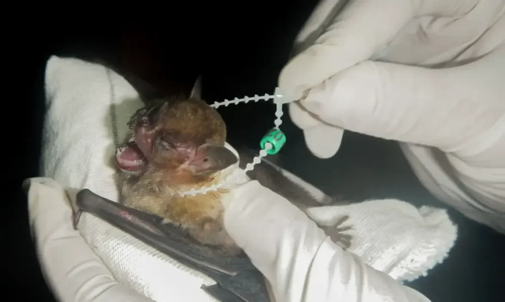 Raiva é confirmada em morcegos no DF e autoridades reforçam alerta