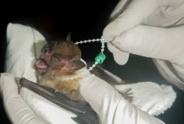 Raiva é confirmada em morcegos no DF e autoridades reforçam alerta