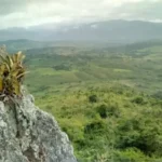 Pesquisador cataloga plantas para tratar doenças em território indígena