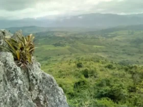 Pesquisador cataloga plantas para tratar doenças em território indígena