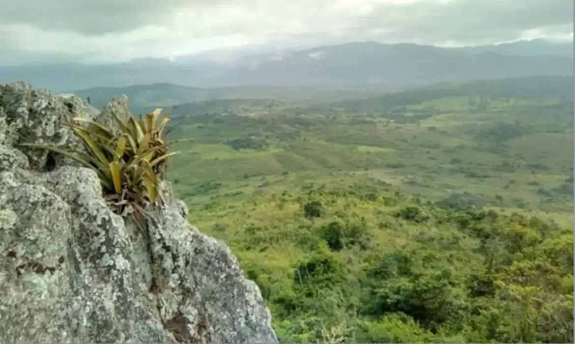 Pesquisador cataloga plantas para tratar doenças em território indígena