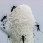 Capital paulista registra queda histórica nos casos de dengue