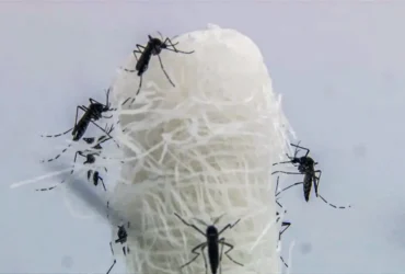 Capital paulista registra queda histórica nos casos de dengue