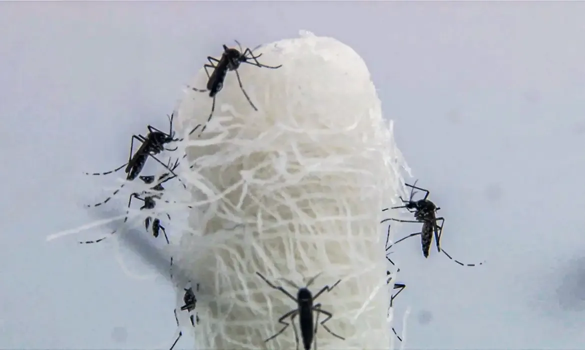 Capital paulista registra queda histórica nos casos de dengue