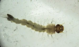 Brasil inaugura biofábrica que usa bactéria para combater dengue