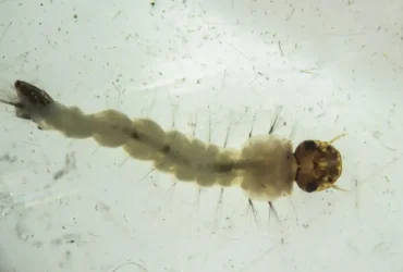 Brasil inaugura biofábrica que usa bactéria para combater dengue