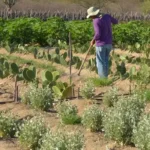 Produtor rural no Semiárido