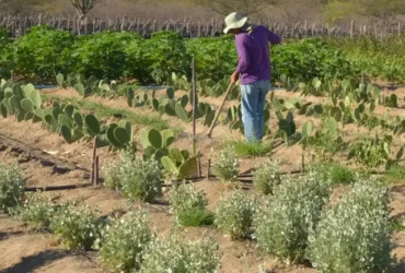 Produtor rural no Semiárido