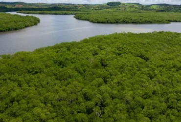 Campanha pressiona por criação de reserva para proteger manguezal