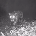 Rio de Janeiro (RJ), 29/07/2025 - Registro de onça-pintada feito no Parque Estadual da Serra da Concórdia, em Valença. Foto: Inea/Divulgação