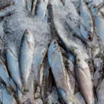 Manaus (AM), 20/11/2023, Peixes a venda na região do Porto de Manaus. Manaus sofrre com a maior seca em 121 anos. Foto: Rafa Neddermeyer/Agência Brasil