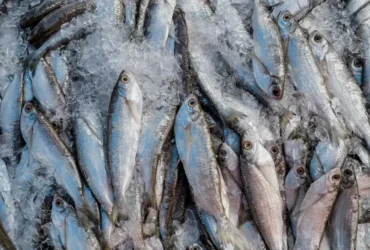 Manaus (AM), 20/11/2023, Peixes a venda na região do Porto de Manaus. Manaus sofrre com a maior seca em 121 anos. Foto: Rafa Neddermeyer/Agência Brasil