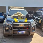 Apreensão de skunk mobiliza forças de segurança em operação conjunta