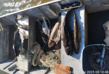 Pesca irregular resulta em prisão, multa e apreensão de 25 kg de peixes em Mato Grosso