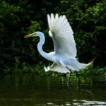 Biodiversidade atrai atenção global em feira internacional de observação de aves