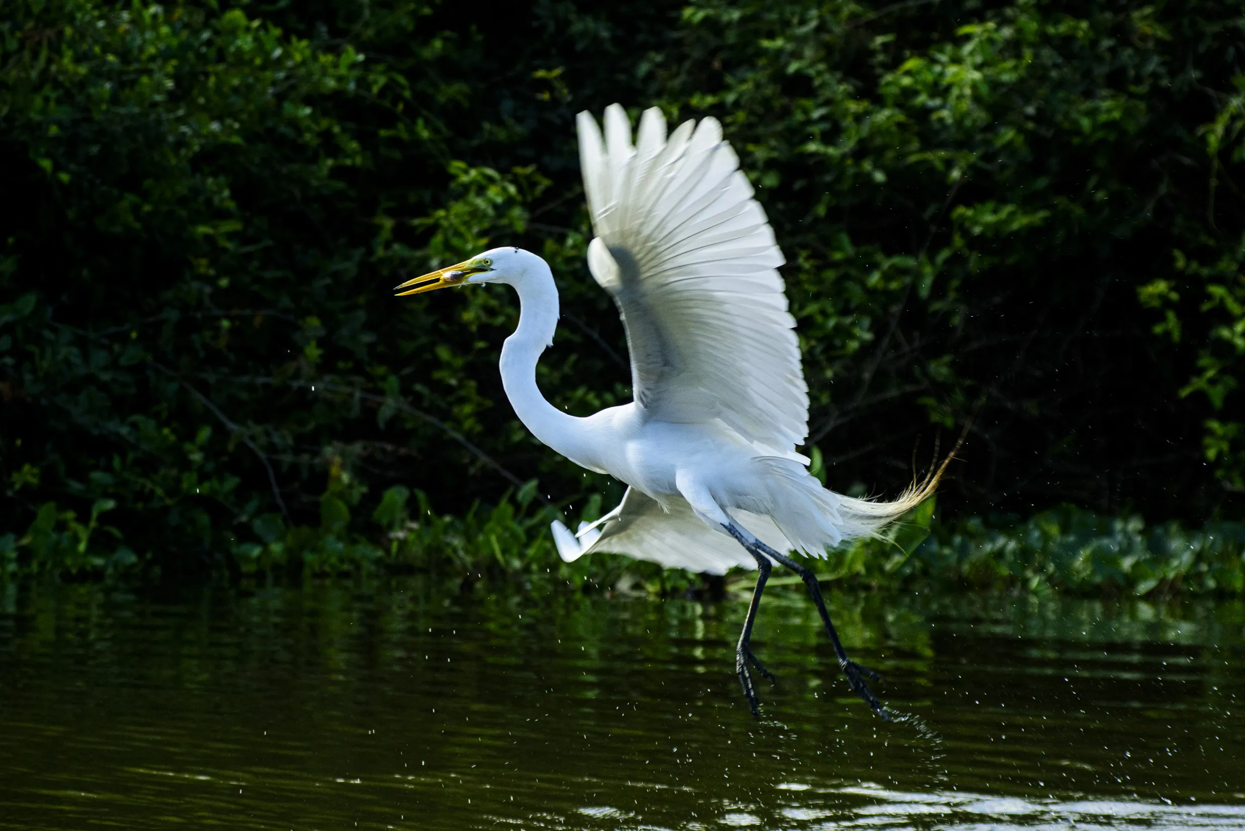 Biodiversidade atrai atenção global em feira internacional de observação de aves