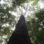 Brasil aposta em mobilização do Brics para fortalecer resultados na COP30