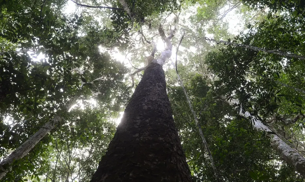 Brasil aposta em mobilização do Brics para fortalecer resultados na COP30