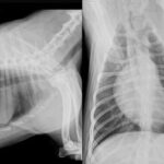 Câmeras de segurança registraram o momento do disparo; policial alegou ter agido em legítima defesa, mas tutor nega que o animal tenha avançado