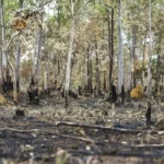 Cmn reforça restrições para crédito agrícola visando combater o desmatamento