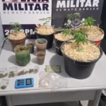 Cavalaria desmantela estufa de maconha e apreende 92 porções de drogas