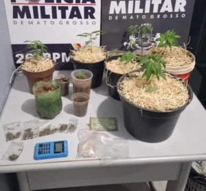 Cavalaria desmantela estufa de maconha e apreende 92 porções de drogas