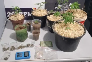 Cavalaria desmantela estufa de maconha e apreende 92 porções de drogas
