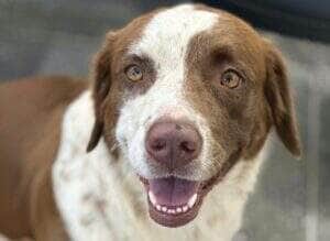 Centro Integrado de Bem-Estar Animal de Rondonópolis realiza campanha de adoção e vacinação animal