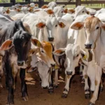 Vacinação protege rebanhos e evita prejuízos com brucelose