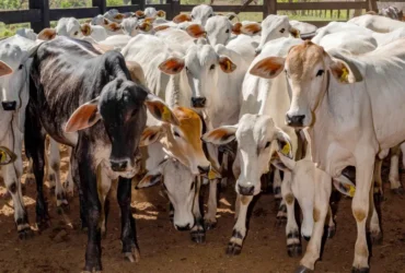 Vacinação protege rebanhos e evita prejuízos com brucelose