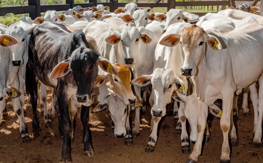 Vacinação protege rebanhos e evita prejuízos com brucelose