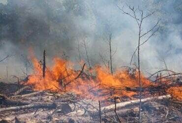 Fogo, queimadas