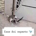 Cena hilária viralizou nas redes sociais e mostra o momento em que um gato é enganado por um passarinho que fingiu estar sem vida — mas, no primeiro vacilo do felino, bateu asas e escapou com estilo.