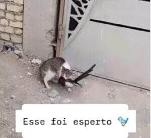 Cena hilária viralizou nas redes sociais e mostra o momento em que um gato é enganado por um passarinho que fingiu estar sem vida — mas, no primeiro vacilo do felino, bateu asas e escapou com estilo.