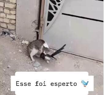 Cena hilária viralizou nas redes sociais e mostra o momento em que um gato é enganado por um passarinho que fingiu estar sem vida — mas, no primeiro vacilo do felino, bateu asas e escapou com estilo.