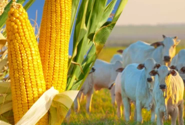 Milho e Boi