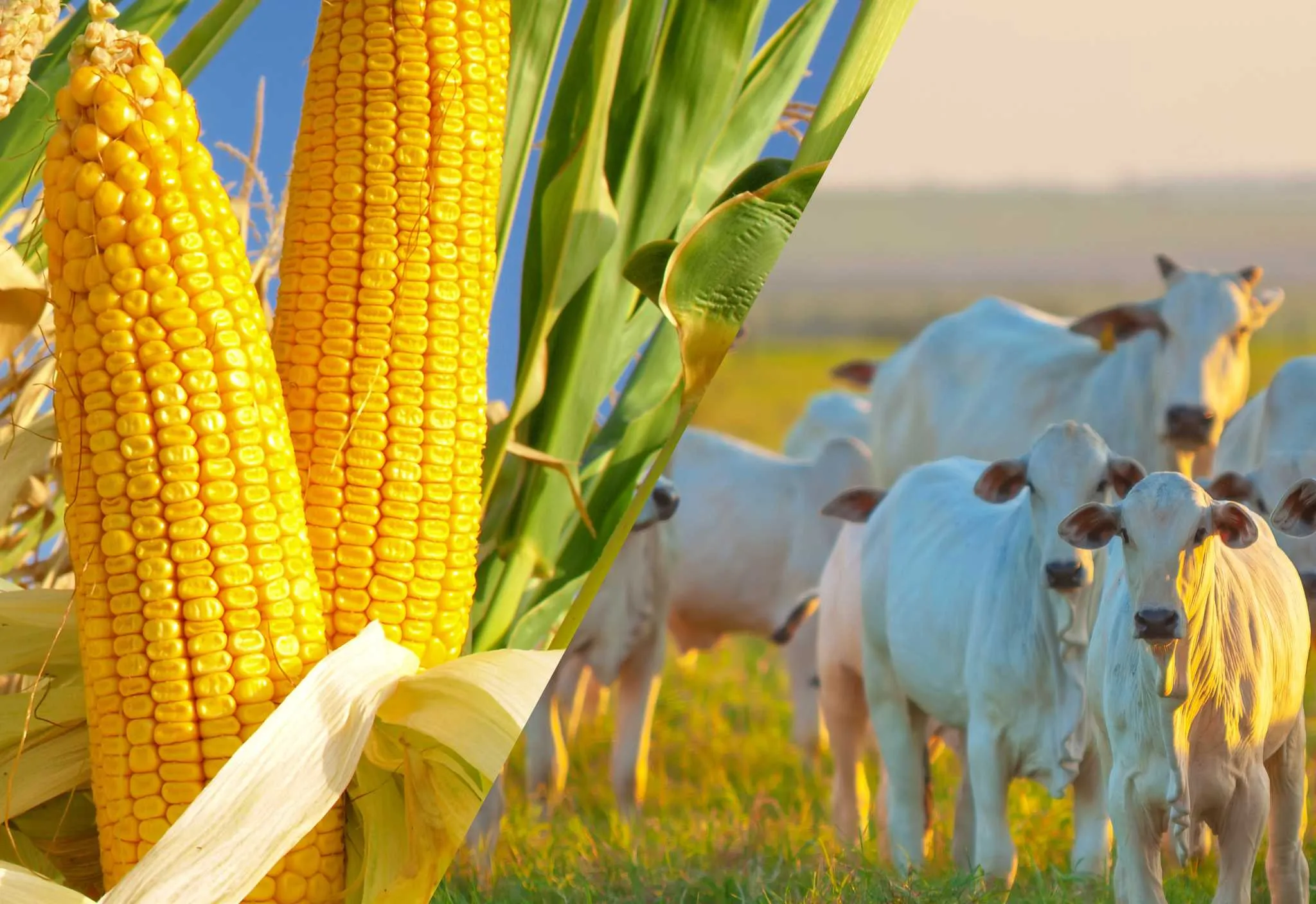 Milho e Boi