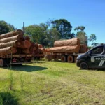 Madeireiras registram alta em acidentes e passam a ser alvo de fiscalização em Mato Grosso